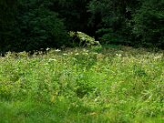 2025-07-19 - 1E0A2241- web